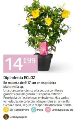 Jardiland Dipladenia ECLOZ oferta