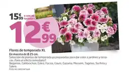 Jardiland Flores de temporada XL oferta