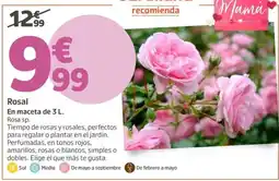 Jardiland Rosal oferta
