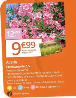 Jardiland Adelfa oferta