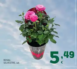 HiperDino Rosal silvestre oferta
