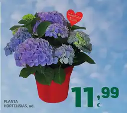 HiperDino Planta hortensias oferta