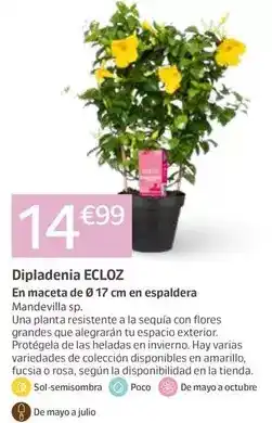 Jardiland Ecloz - dipladenia oferta