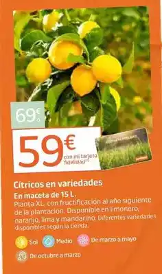 Jardiland Citricos oferta