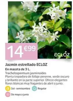 Jardiland Ecloz - jazmínn estrellado oferta