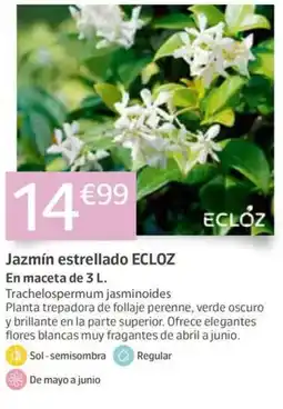 Jardiland ECLOZ Jazmín estrellado oferta