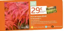 Jardiland ECLOZ Arce del Japón oferta
