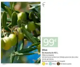 Jardiland Olivo oferta