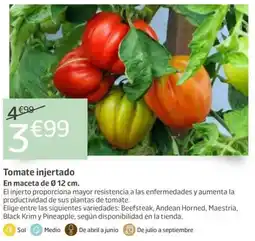 Jardiland Tomate injertado oferta