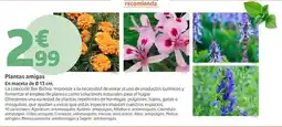Jardiland Plantas amigas oferta