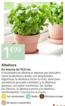 Jardiland Albahaca oferta
