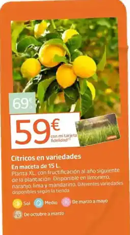 Jardiland Cítricos en variedades oferta