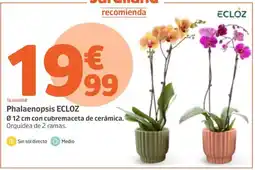 Jardiland ECLOZ Phalaenopsis oferta