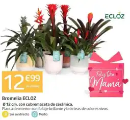 Jardiland ECLOZ Bromelia oferta