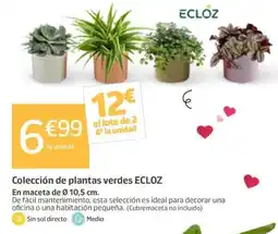 Jardiland ECLOZ Colección de plantas verdes oferta