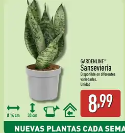ALDI GARDENLINE Sansevieria oferta