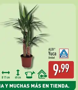 ALDI ALDI Yuca oferta