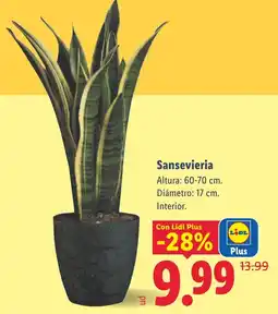 Lidl Sansevieria oferta