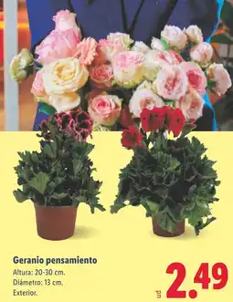 Lidl Geranio pensamiento oferta