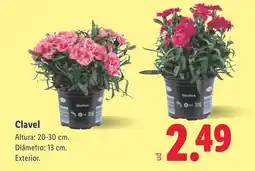 Lidl Clavel oferta