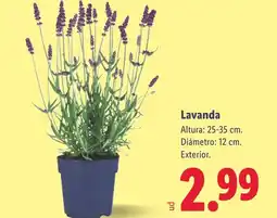 Lidl Lavanda oferta