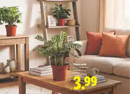 Lidl Planta verde oferta