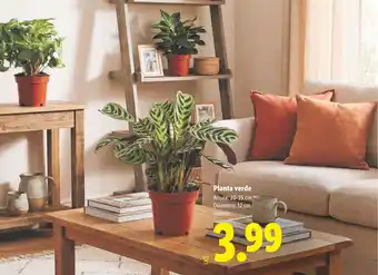Lidl Planta verde oferta