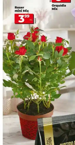 Dia Roser mini Mix oferta