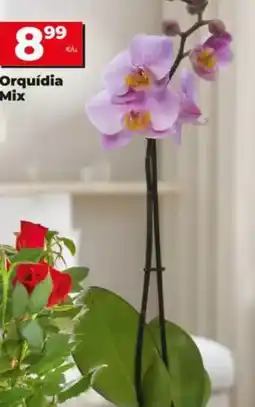 Dia Orquídea mix oferta