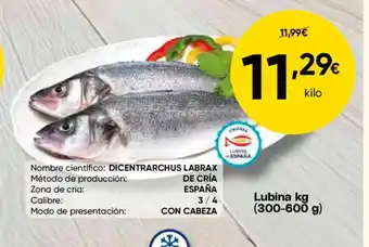 FROIZ Lubina oferta