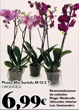 Gadis ORQUÍDEA Planta Mix Surtida M-12-2 T oferta