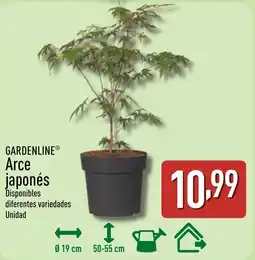 ALDI GARDENLINE Arce japonés oferta