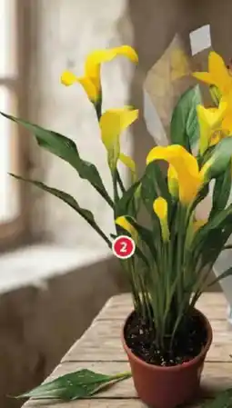 Alcampo Calla oferta