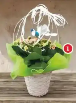 Alcampo Cesto Kalanchoe oferta