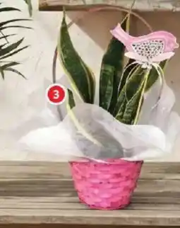 Alcampo Cesto Sansevieria oferta