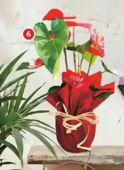 Alcampo Anthurium oferta