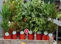 Alcampo Mix planta verde xxl oferta