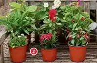 Alcampo Planta de temporada oferta