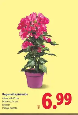 Lidl Buganvilla pirámide oferta