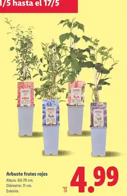 Lidl Arbusto frutos rojos oferta