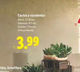 Lidl Cactus y suculentas oferta