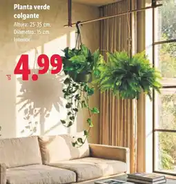 Lidl Planta verde colgante oferta