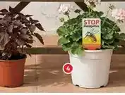 Alcampo Citronella natural oferta