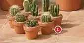 Alcampo Cactus o crasa oferta