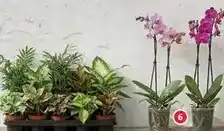 Alcampo Orquídea phalenopsis 1 tallo oferta