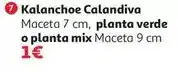 Alcampo Kalanchoe calandiva m-7 oferta