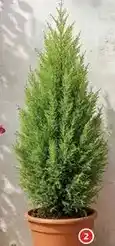Alcampo Cupressus gold crest oferta