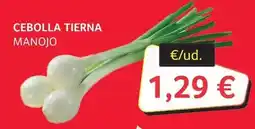 GM Cash & Carry Cebolla tierna oferta