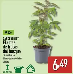 ALDI GARDENLINE Plantas de frutas del bosque oferta