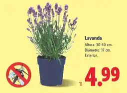 Lidl Lavanda oferta